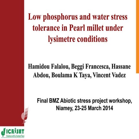 Low phosphorus and water stress tolerance in Pearl millet under lysimetre con...