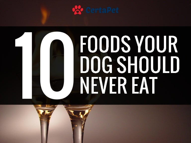 10 Foods Your Dog Should NEVER Eat