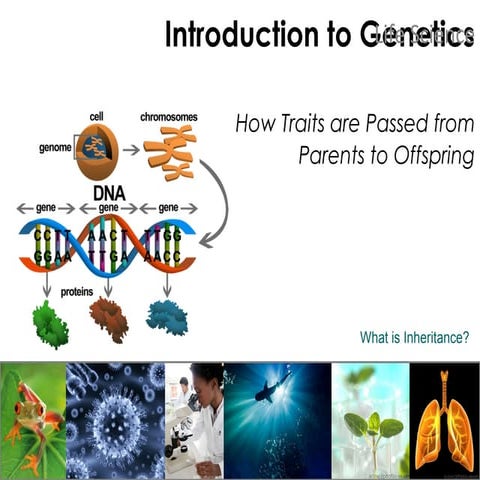 Intro to Genetics