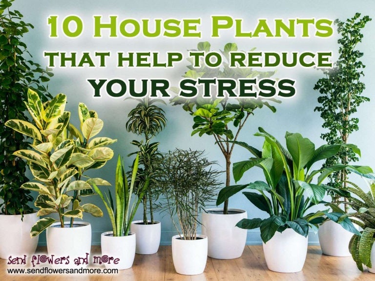 10 house plants that help to reduce your stress