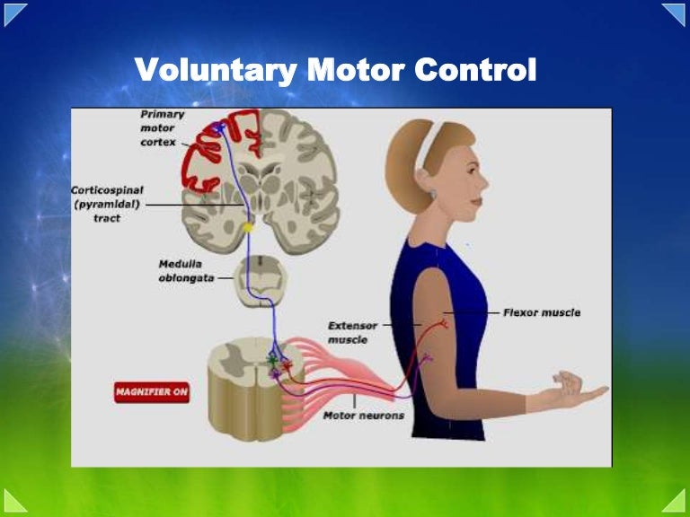 Motor system overview