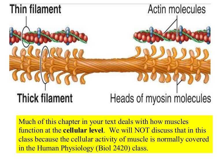 10 Muscle Tissue And Organization