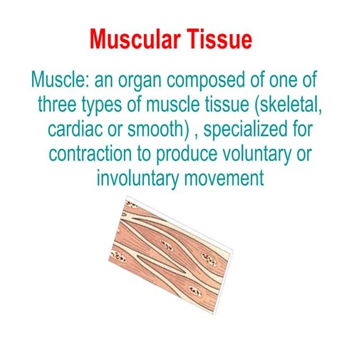 10 muscular tissue