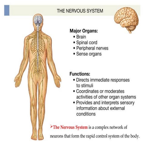 Nervous System Physiology power point.pptx