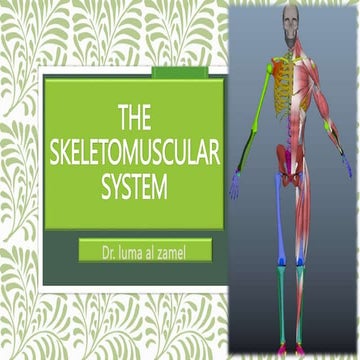 The skeletomuscular.ppsx