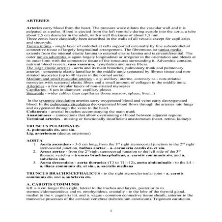 10th week -_arteries_i