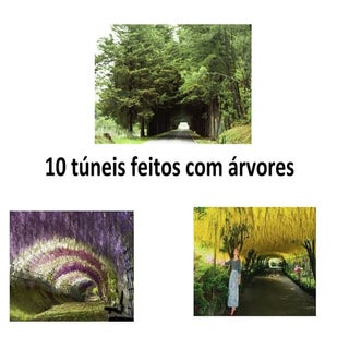 10 tuneis feitos com arvores