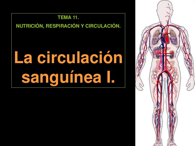 11.6 Circulación Sanguínea I 11.6 Circulación Sanguínea I