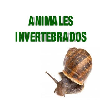 11. animales invertebrados