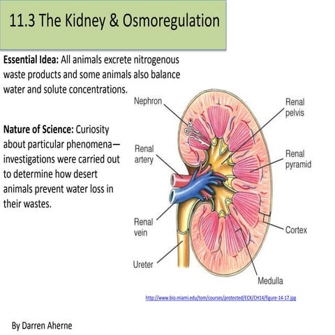 11.3 The Kidney & Osmoregulation