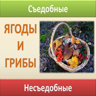 Ягоды и Грибы