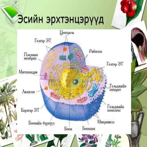 эсийн бүтэц