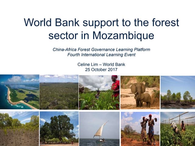 Forest Investment Program support for the forest sector in Mozambique