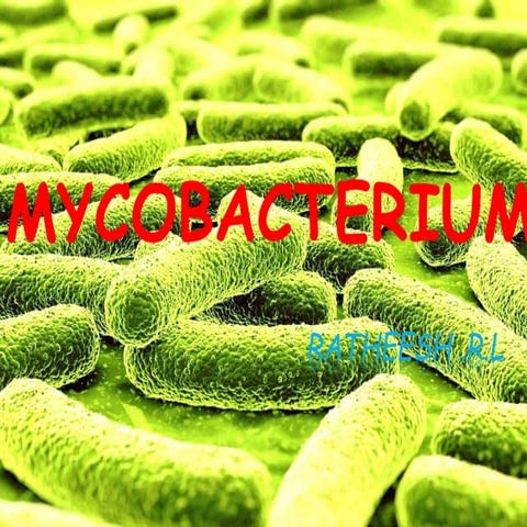11. mycobacterium