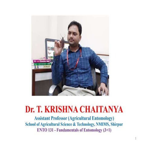 Abdominal structures in insects