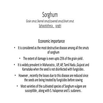 GRAIN SMUT OF SORGHUM