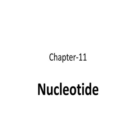 11. nucleotide
