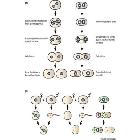 Plasmid | PPT