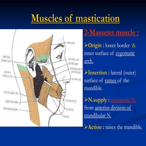 Muscles of mastication & TMJ Dr.N.Mugunthan | PDF
