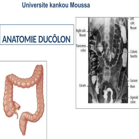 11.Le COLON anatomie direct annees.pptx