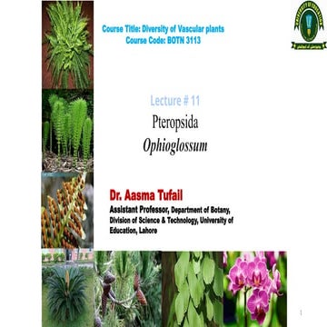 Ophioglossum.pptx member of pteridophytes