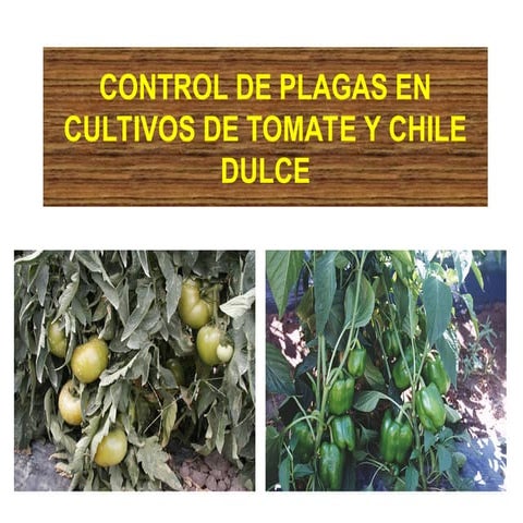 11. Control de plagas en tomate y chile dulce.ppt