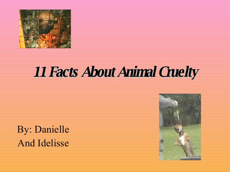 11-facts-about-animal-cruelty-4-english