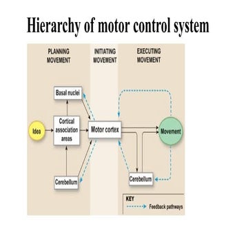 Comprehensive Overview of the Hierarchy and Functions of the Motor ...