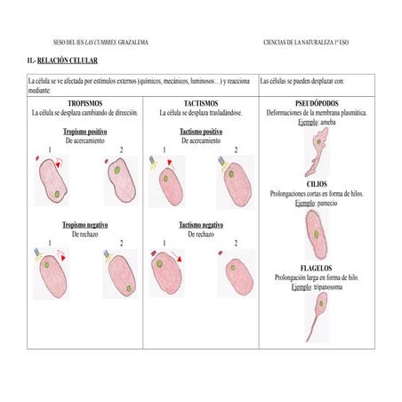 11.- Relación celular