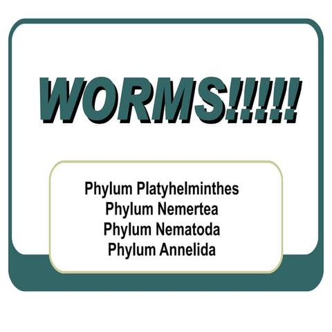 11. Worm Phyla Notes