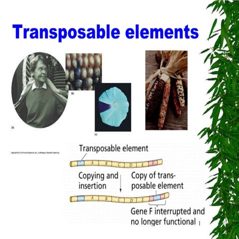 transposons complete ppt