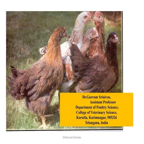 New colored feathered birds developed for meat and egg production for rural p...