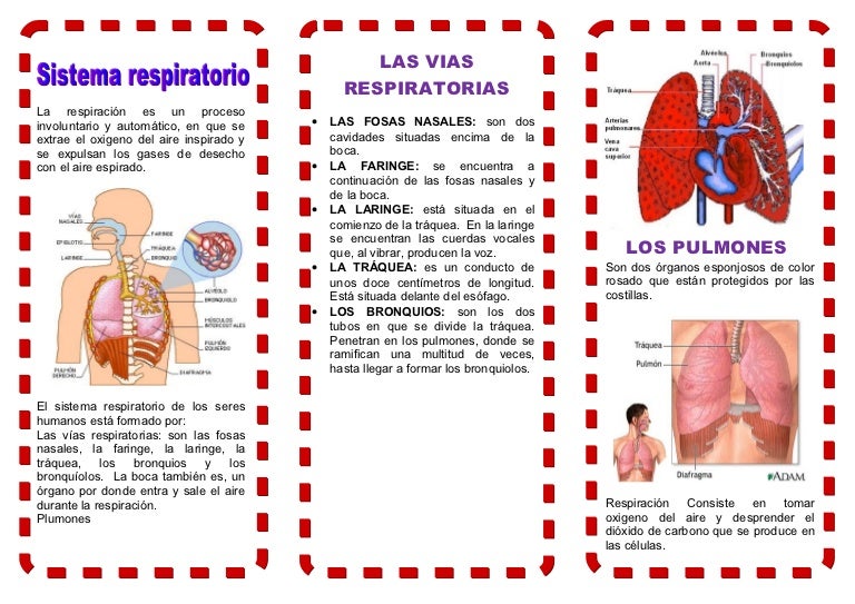 112863981 triptico sistema respiratorio 112863981 triptico sistema respiratorio