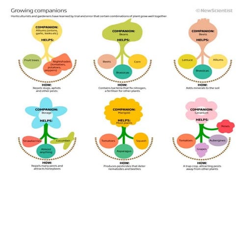 Companion Plants Chart - Eco-Pratique | PDF