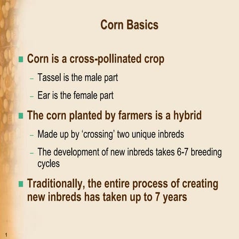 High-Yield Corn Production | PPTX