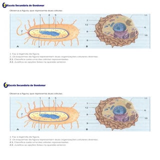 Ficha de Trabalho - A célula (com s...