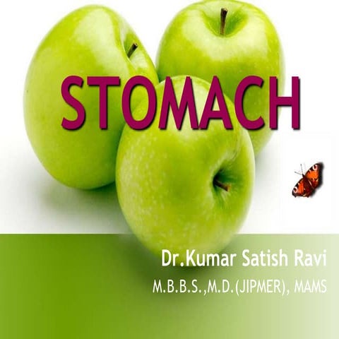 Stomach