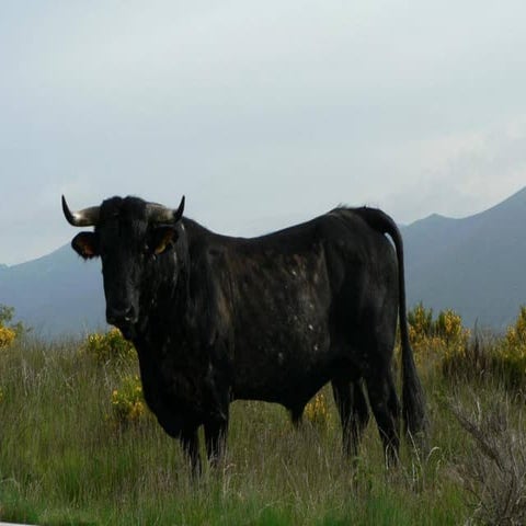 1172.  su.-.pps_angelines