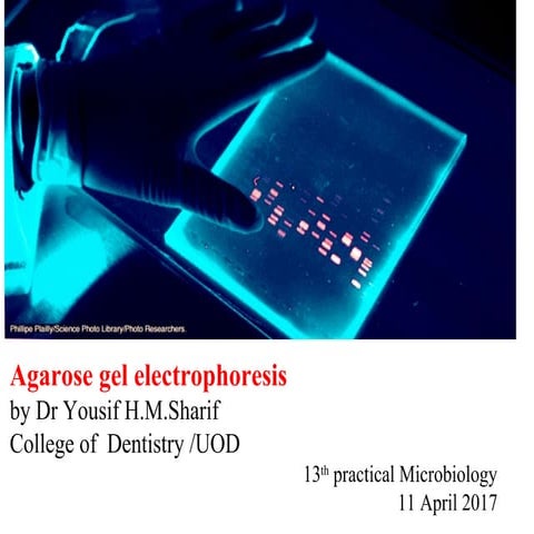 agarose gel electrophoresis By Dr YOUSIF ,UOD 