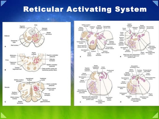 Reticular activating system | PPTX | Brain and Nervous System Disorders ...
