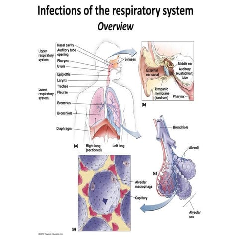 11 bio265 disease of respiratory system instructor dr di bonaventura