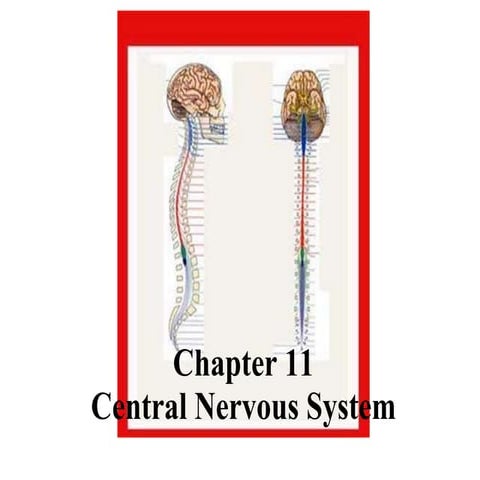 11 Central Nervous System