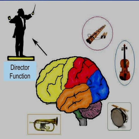 11d association cortex frontal lobe 