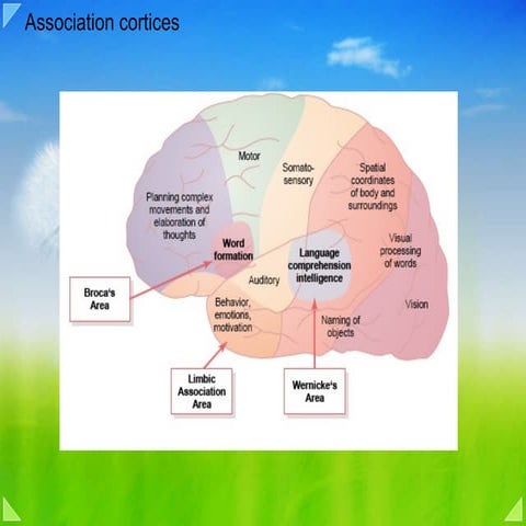 11e posterior association cortex