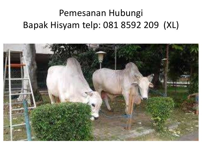 hub 081 8592 209 (xl), hewan kurban sapi limosin, hewan sapi kurban…