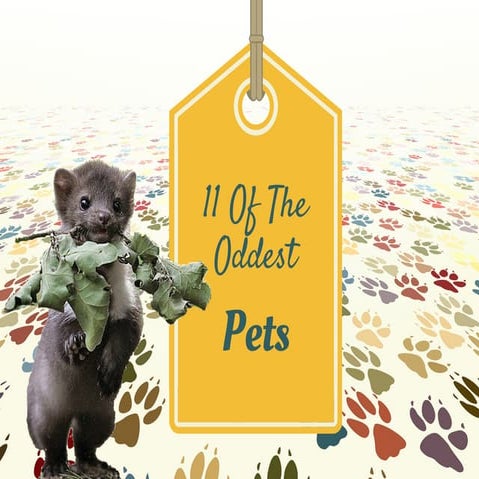 11 Of The Oddest Pets You Might Want To Look After | PPT