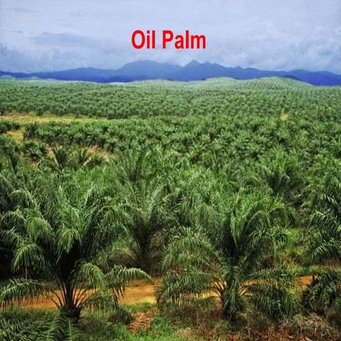 Oil palm.pptx