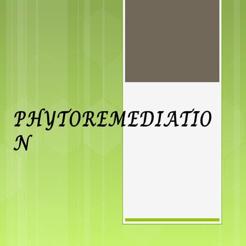 phyto &amp; myco remediation.