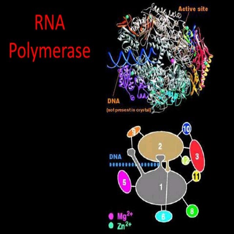 10 Mendelian genetics | PPTX