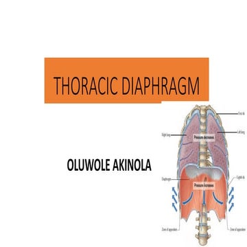respiratoryyyyy11_Thoracic Diaphragm.pdf